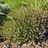 Thymus vulgaris 'Precompa' – Kakukkfű