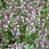 Thymus vulgaris 'Precompa' – Kakukkfű