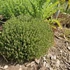 Thymus vulgaris 'Precompa' – Kakukkfű