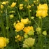 Trollius europaeus - Európai zergeboglár