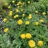Trollius europaeus - Európai zergeboglár