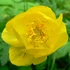 Trollius europaeus - Európai zergeboglár