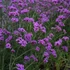 Verbena bonariensis 'Lollipop' – Ernyős verbéna, vasfű
