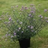 Verbena bonariensis 'Lollipop' – Ernyős verbéna, vasfű