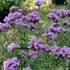 Verbena bonariensis 'Lollipop' – Ernyős verbéna, vasfű