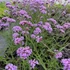 Verbena bonariensis 'Lollipop' – Ernyős verbéna, vasfű