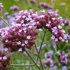 Verbena bonariensis – Ernyős verbéna, vasfű