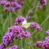 Verbena bonariensis – Ernyős verbéna, vasfű