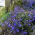 Veronica peduncularis 'Georgia Blue' – Grúz veronika