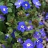 Veronica peduncularis 'Georgia Blue' – Grúz veronika