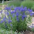 Veronica teucrium/austriaca 'Knallblau' - Gamandor veronika