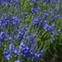 Veronica teucrium/austriaca 'Knallblau' - Gamandor veronika