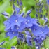 Veronica teucrium/austriaca 'Knallblau' - Gamandor veronika