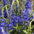 Veronica teucrium/austriaca 'Knallblau' - Gamandor veronika