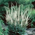 Veronicastrum virginicum 'Album' – Virginiai veronika