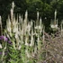 Veronicastrum virginicum 'Album' – Virginiai veronika