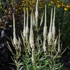 Veronicastrum virginicum 'Album' – Virginiai veronika
