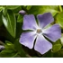 Vinca major - Nagy meténg, nagy télizöld