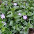 Vinca major - Nagy meténg, nagy télizöld