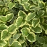Vinca major 'Variegata' - Nagy meténg, nagy télizöld (kék)