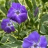 Vinca major 'Variegata' - Nagy meténg, nagy télizöld (kék)