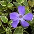 Vinca major 'Variegata' - Nagy meténg, nagy télizöld (kék)