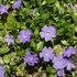 Vinca minor - Kis télizöld (kék)