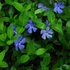 Vinca minor - Kis télizöld (kék)