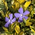 Vinca minor 'Aureovariegata' – Kis télizöld