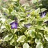 Vinca minor 'Aureovariegata' – Kis télizöld