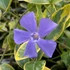 Vinca minor 'Aureovariegata' – Kis télizöld