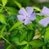 Vinca minor 'Aureovariegata' – Kis télizöld
