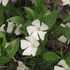 Vinca minor 'Elisa' – Kis télizöld