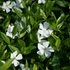 Vinca minor 'Elisa' – Kis télizöld