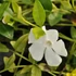 Vinca minor 'Elisa' – Kis télizöld