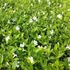 Vinca minor 'Elisa' – Kis télizöld