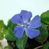 Vinca minor 'Flower Power' - Kis télizöld