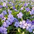 Vinca minor 'Flower Power' - Kis télizöld