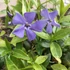 Vinca minor 'Flower Power' - Kis télizöld