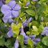 Vinca minor 'Flower Power' - Kis télizöld