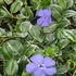 Vinca minor 'Ralph Shugert' – Kis télizöld