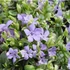 Vinca minor 'Ralph Shugert' – Kis télizöld
