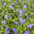 Vinca minor 'Ralph Shugert' – Kis télizöld