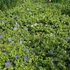 Vinca minor 'Ralph Shugert' – Kis télizöld