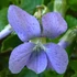 Viola sororia 'Dark Freckles' – Pillangós árvácska