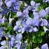Viola sororia 'Dark Freckles' – Pillangós árvácska