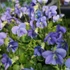 Viola sororia 'Dark Freckles' – Pillangós árvácska