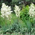 Yucca filamentosa - Kerti pálmaliliom