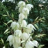 Yucca filamentosa - Kerti pálmaliliom