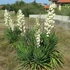 Yucca filamentosa - Kerti pálmaliliom